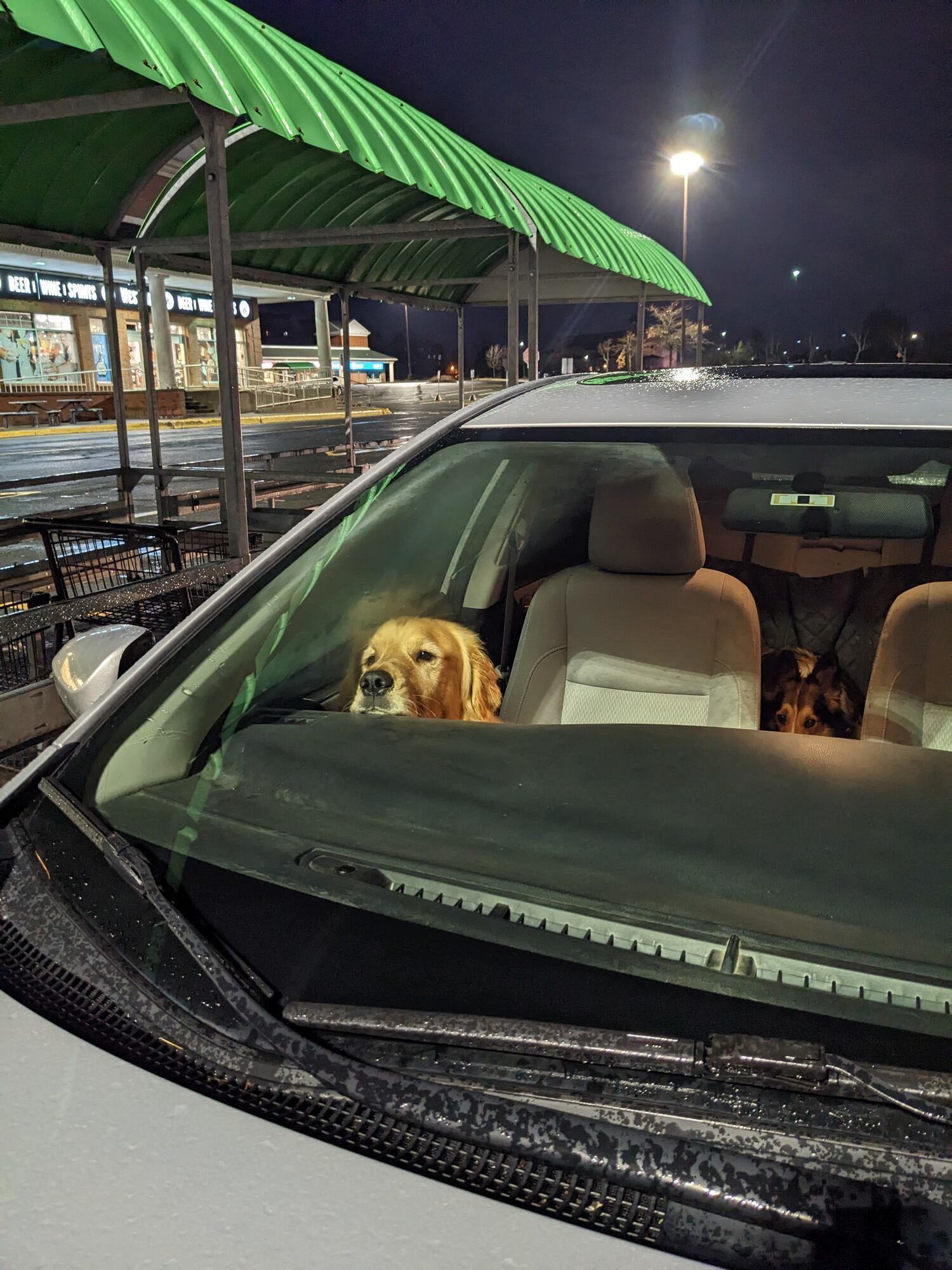 Muffin sitting in the front seat.