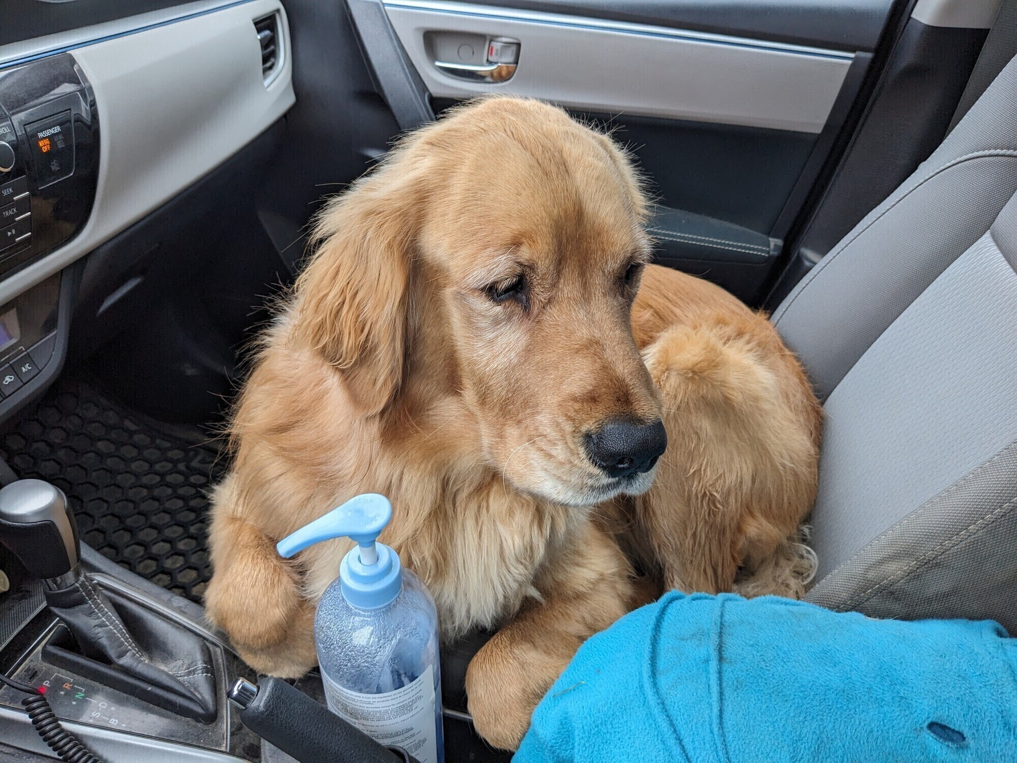 Muffin sitting in the front seat again!