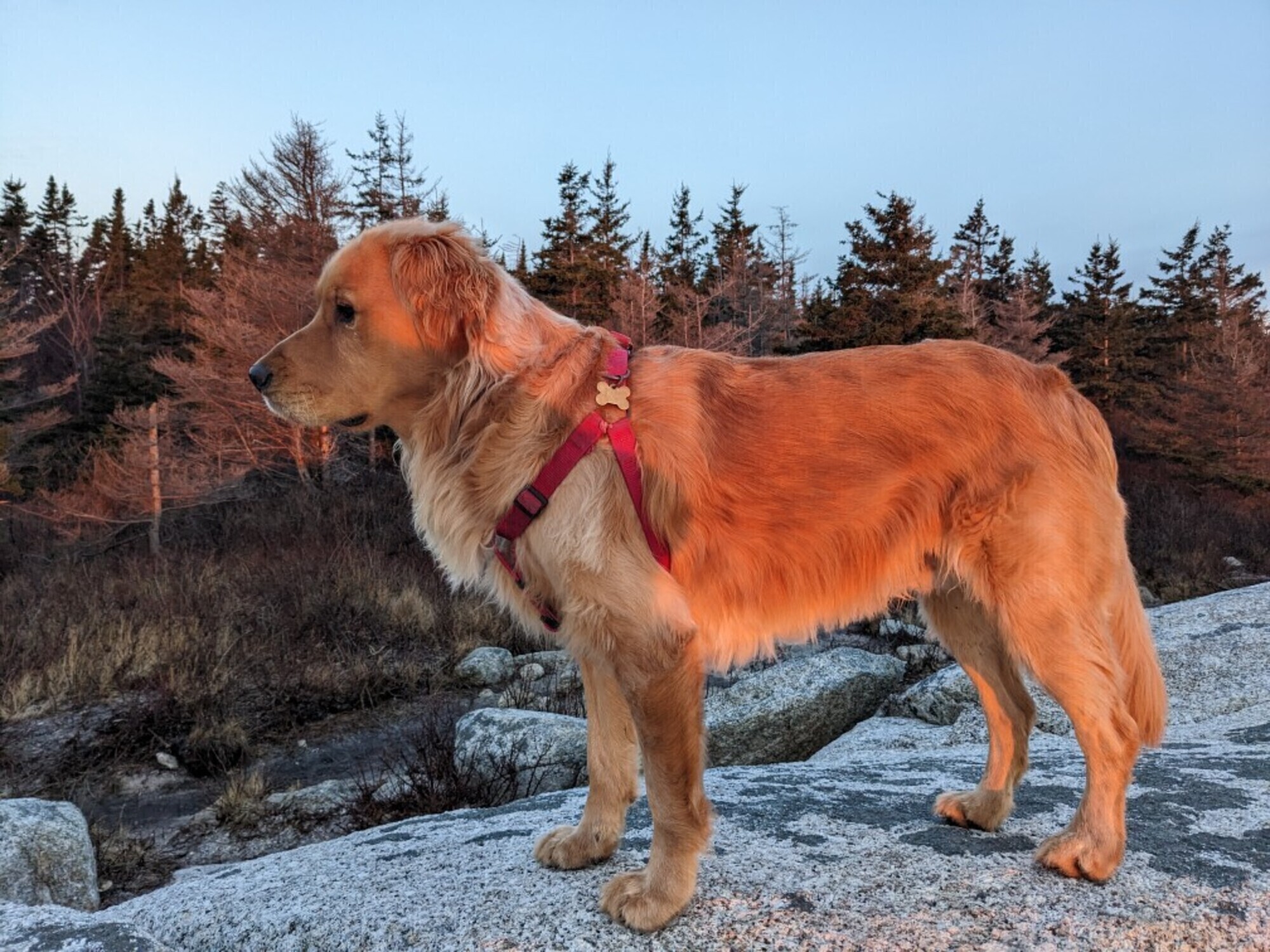 Muffin hiking.