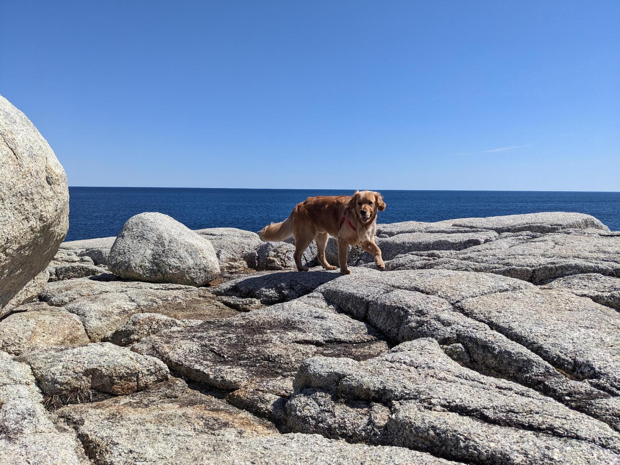 Muffin posing like a cool dude.