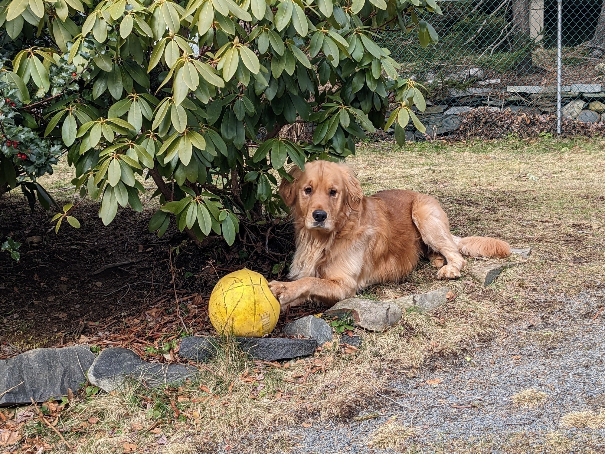 Muffin with basketball.