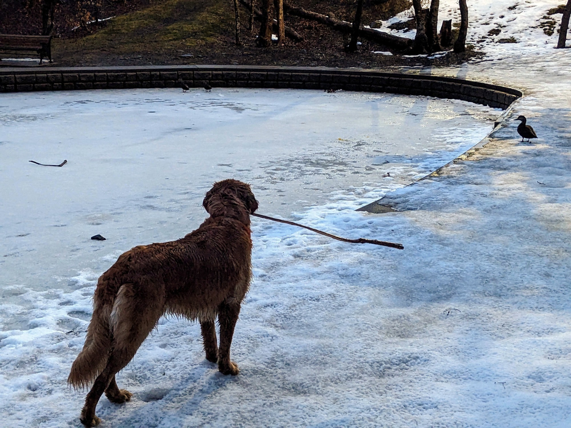 Muffin staring at a duck.