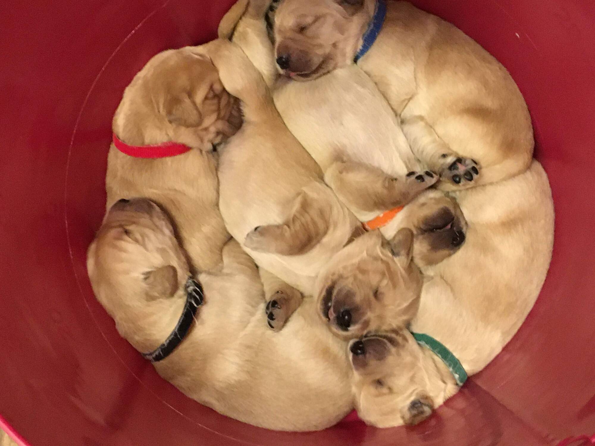 Muffin and his siblings when they were a few days old.