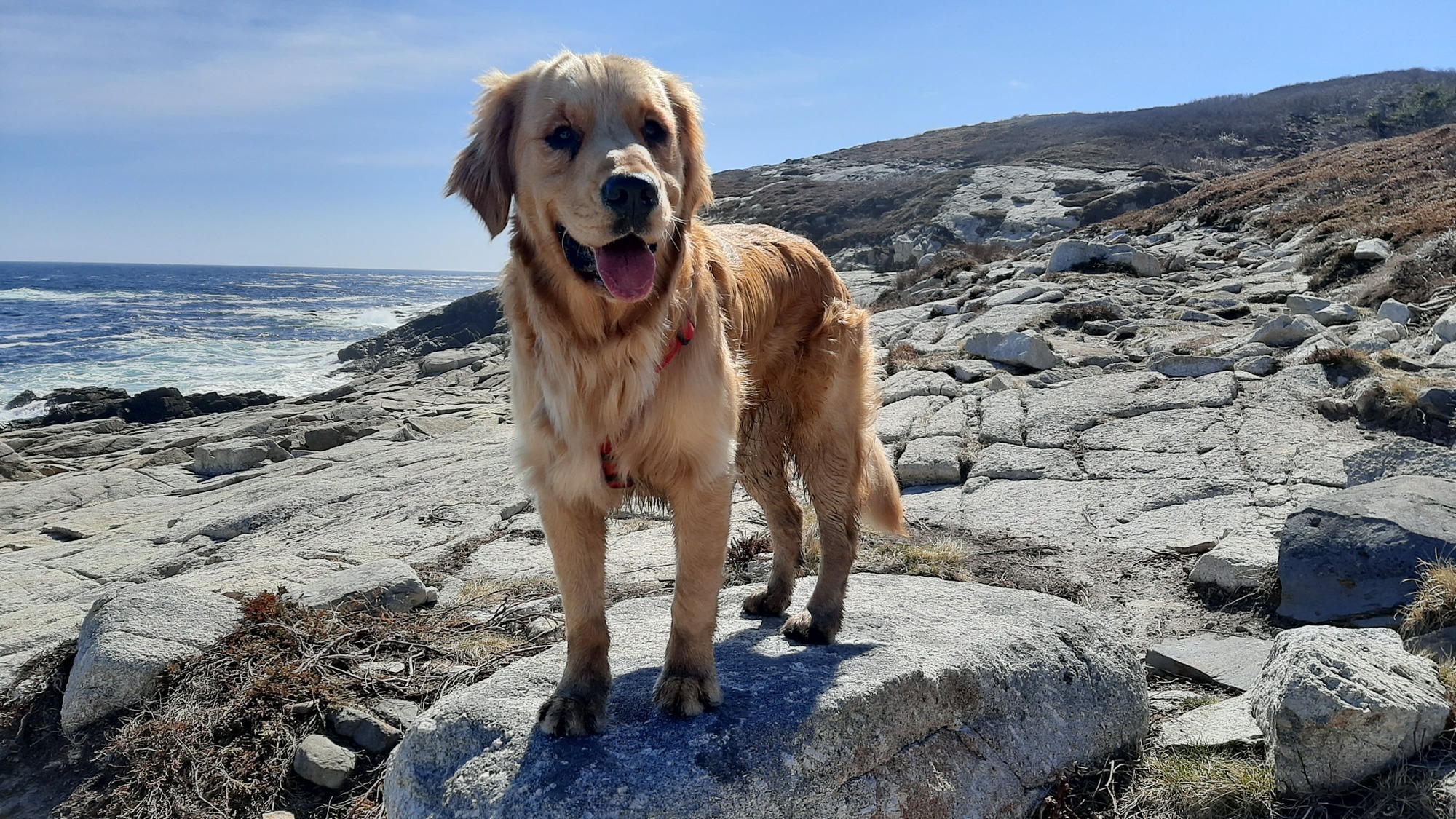 Close-up of Muffin smiling.