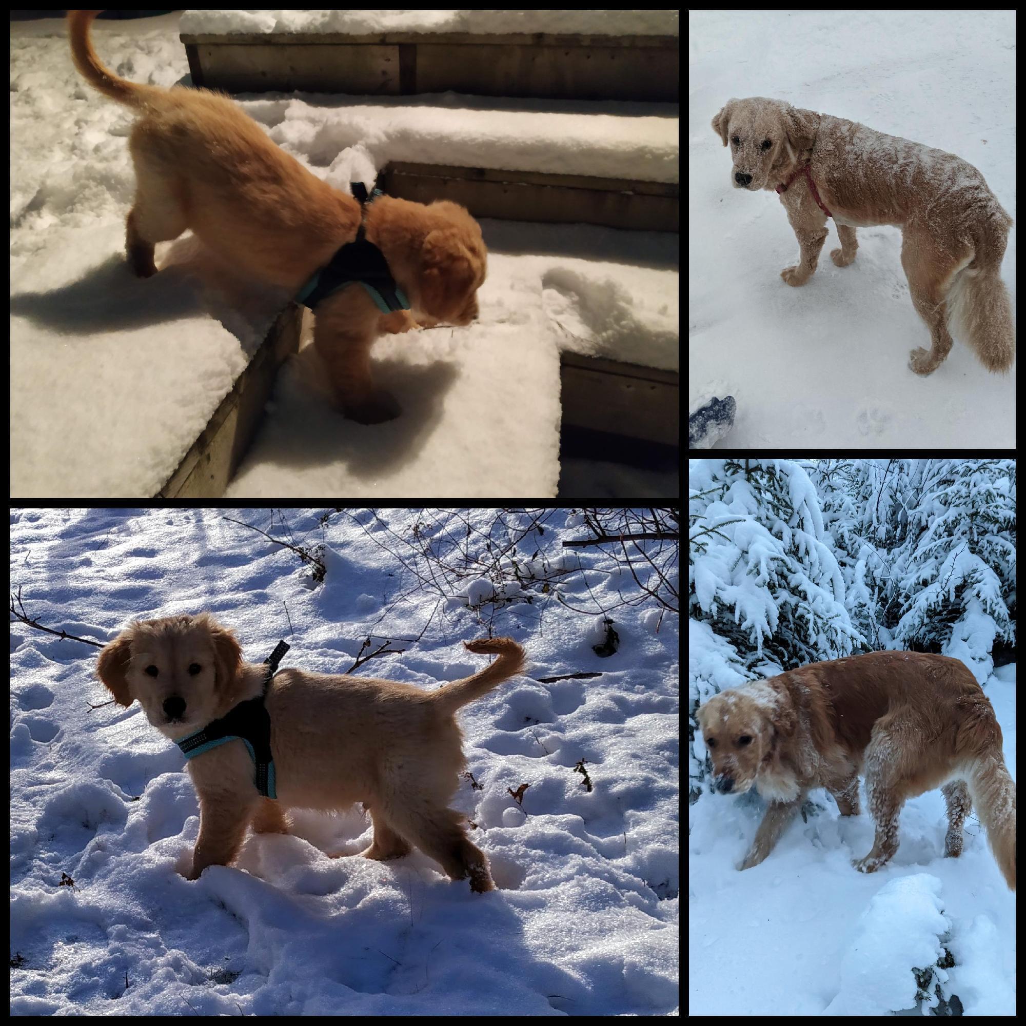 Collage of Muffin playing in the snow.