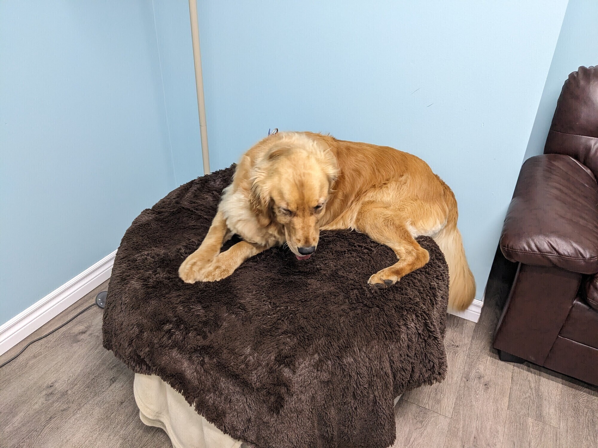 Muffin lying on a ottoman at the vet.