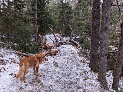 Muffin standing in front of a fallen tree.