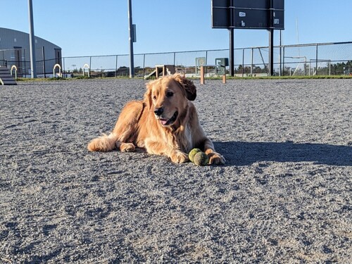 Muffin with 2 balls under his paw.