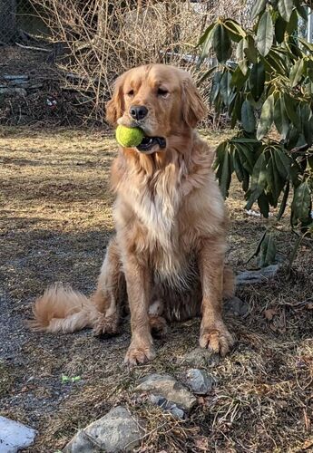 Muffin with 2 balls in his mouth.