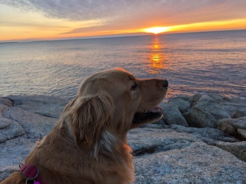 Muffin watching the sun rise.