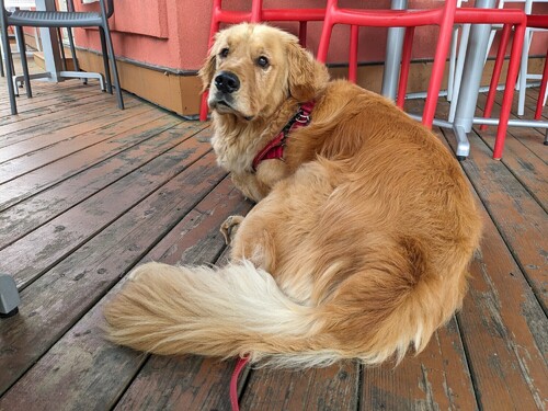 Muffin sitting on a restaurant patio.