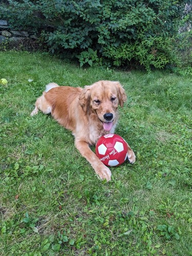 Muffin with football.