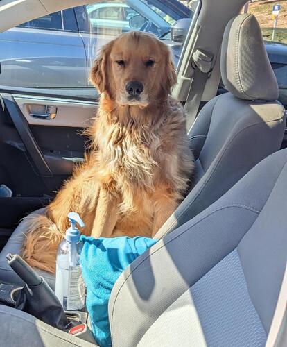 Muffin sitting in the front seat yet again!