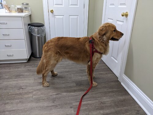 Muffin being inside a room waiting for vet.