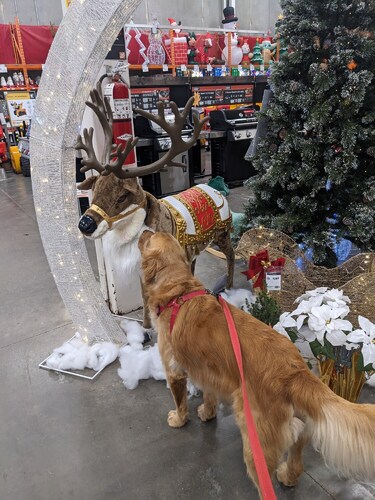 Muffin sniffing a reindeer decoration at Home Depot.